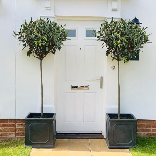 Olive Tree Standard – Olea europaea – Hardy Evergreen Tree – Grey-Green Foliage – Small Fragrant Flowers & Green Fruits – Patio or Garden – 1x 18cm Pot by Thompson and Morgan