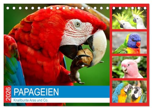 Papageien. Knallbunte Aras und Co. (Tischkalender 2026 DIN A5 quer), CALVENDO Monatskalender: Pfiffige Schönheiten im leuchtenden Federkleid! (CALVENDO Tiere)