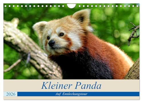 Kleiner Panda auf Entdeckungstour (Wandkalender 2026 DIN A4 quer), CALVENDO Monatskalender: Ein kleiner Panda geht auf große Entdeckungstour. (CALVENDO Tiere)