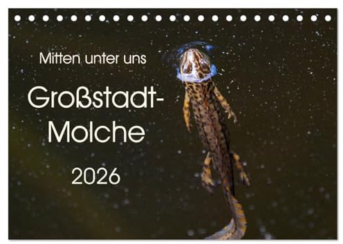 Mitten unter uns - Großstadt-Molche (Tischkalender 2026 DIN A5 quer), CALVENDO Monatskalender: Große und kleine Teichmolche (CALVENDO Tiere)