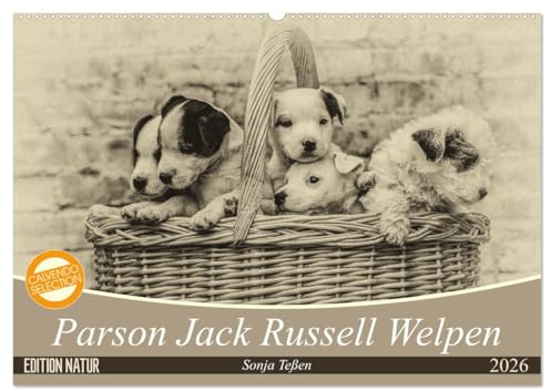 Parson Jack Russel Welpen (Wandkalender 2026 DIN A2 quer), CALVENDO Monatskalender: Ein lustiger Haufen Parson Jack Russell Welpen begleitet Sie durchs Jahr. (CALVENDO Tiere)