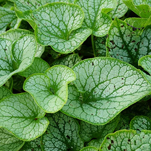 Blumixx Stauden Brunnera macrophylla 'Jack Frost' ® - Kaukasus-Vergißmeinnicht blau blühend winterhart Bodendecker