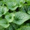 Blumixx Stauden Brunnera macrophylla 'Jack Frost' ® - Kaukasus-Vergißmeinnicht blau blühend winterhart Bodendecker