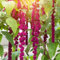 500 pcs fuchsschwanz samen, amaranthus, garten blumen blühende rankpflanzen winterhart winterharte blumen garden blumenwiese mehrjährig gartenpflanzen blüten kräuterbeet schnittblumen