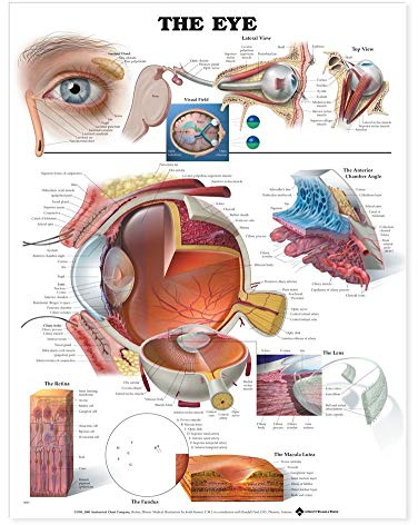 Anatomy Stuff ANA9691PL1-5
