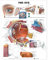 Anatomy Stuff ANA9691PL1-5
