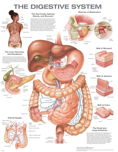 The Digestive System Anatomical Chart