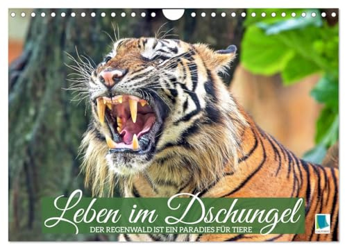 Leben im Dschungel: Der Regenwald ist ein Paradies für Tiere (Wandkalender 2026 DIN A4 quer), CALVENDO Monatskalender: Die faszinierende Tierwelt der Regenwälder Südostasiens (CALVENDO Tiere)