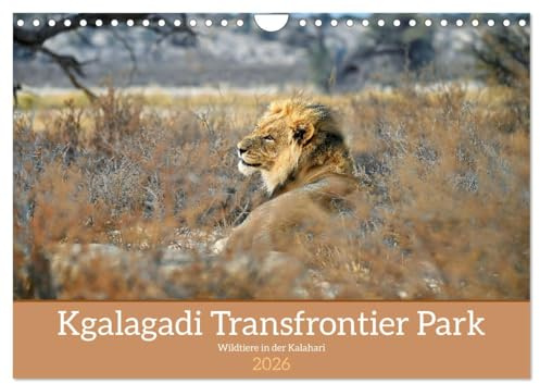 Kgalagadi - Fauna und Wildtiere in der Kalahari (Wandkalender 2026 DIN A4 quer), CALVENDO Monatskalender: Kgalagadi eine Perle in der Kalahari mit ... den wilden Tieren Afrikas (CALVENDO Tiere)