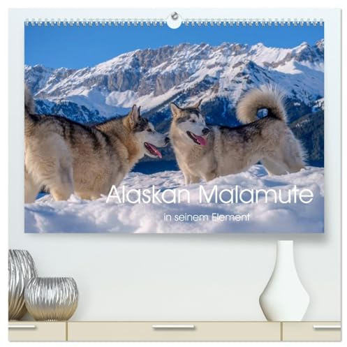 Alaskan Malamute in seinem Element (hochwertiger Premium Wandkalender 2026 DIN A2 quer), Kunstdruck in Hochglanz: Majestätische Hunde des Hohen Nordens (CALVENDO Tiere)