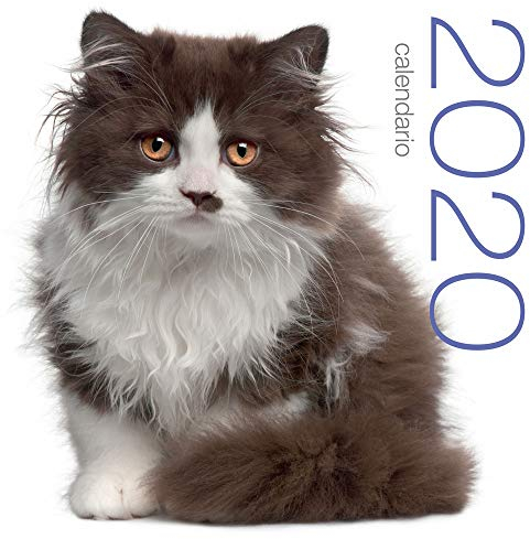Katzen Wandkalender 2020