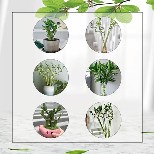 10 Pcs Glücksbambus Kaufen Samen - Lucky Bamboo - Schnellwachsende Sträucher Als Sichtschutz Bambus Samen (Dracaena Sanderiana) Winterharte Kübelpflanzen, Exotische Pflanzen Winterhart