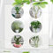 10 Pcs Glücksbambus Kaufen Samen - Lucky Bamboo - Schnellwachsende Sträucher Als Sichtschutz Bambus Samen (Dracaena Sanderiana) Winterharte Kübelpflanzen, Exotische Pflanzen Winterhart