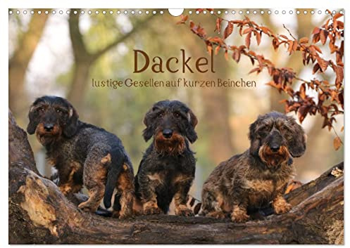 Dackel - lustige Gesellen auf kurzen Beinchen (Wandkalender 2026 DIN A3 quer), CALVENDO Monatskalender: Verschiedene Dackel in Action und als Portrait (CALVENDO Tiere)