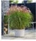 BALDUR Garten Miscanthus Red Cloud®, 1 Pflanze, Chinaschilf, Ziergras, winterhart bis -23° C, winterharte mehrjährige Staude, pflegeleicht, blühend, Miscanthus sinensis