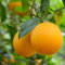 Pianta di Arancio Valencia in vaso 24cm foto reali