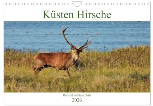 Küsten Hirsche - Rotwild auf dem Darß (Wandkalender 2026 DIN A4 quer), CALVENDO Monatskalender: Hirsch-Brunft an der Ostsee. (CALVENDO Tiere)