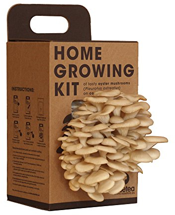 Resetea Kit Coltivazione Funghi su Fondo di Caffé Riciclato, Pleurotus ostreatus