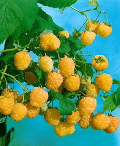 Gelbe Himbeere Rubus idaeus Golden Everest 30-40 cm winterhart