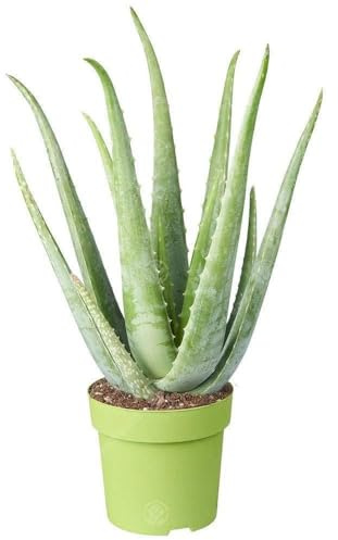 2 x Medizinische Aloe Vera Therapeutische Zimmerpflanze Büropflanze im 12cm Topf