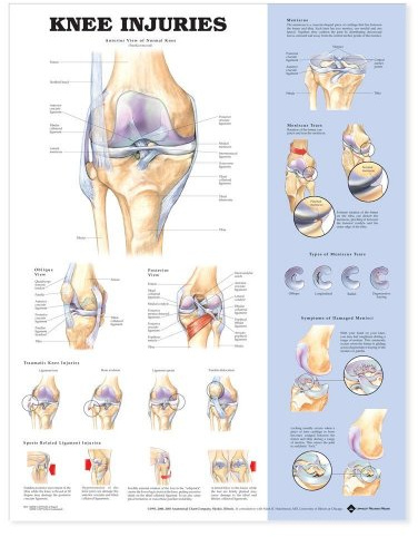 Anatomy Stuff 9781587797569