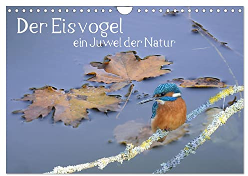 Der Eisvogel, ein Juwel der Natur (Wandkalender 2026 DIN A4 quer), CALVENDO Monatskalender: So einen schönen Vogel in Deutschland zu sehen gibt der ... zu schätzen und zu schützen. (CALVENDO Tiere)