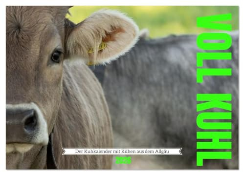 Voll kuhl - der Kuhkalender mit Kühen aus dem Allgäu (Wandkalender 2026 DIN A2 quer), CALVENDO Monatskalender: Ein liebevoll gestalteter Kuhkalender ... kuhl, ein Muuhhhsthave. (CALVENDO Tiere)