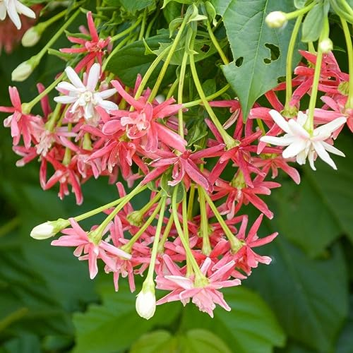 20 pcs Parthenocissus tricuspidata wilder Wein samen - deko wohnzimmer modern kletterpflanzen winterhart Creeper,Parthenocissus Quinquefolia deko büro seeds garden pflanzen winterharte