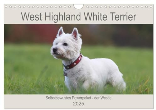 West Highland White Terrier - Selbstbewustes Powerpaket - der Westie (Wandkalender 2025 DIN A4 quer), CALVENDO Monatskalender