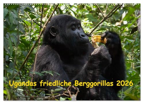 Ugandas friedliche Berggorillas (Wandkalender 2026 DIN A2 quer), CALVENDO Monatskalender: Habinyanja Gorillafamilie im Urwald von Uganda (CALVENDO Tiere)