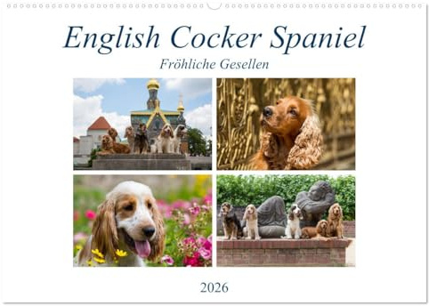 English Cocker Spaniel - Fröhliche Gesellen (Wandkalender 2026 DIN A2 quer), CALVENDO Monatskalender: Immer lächelnde English Cocker Spaniel (CALVENDO Tiere)