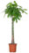 Bloomique - Pachira Aquatica - Glückskastanie - Zimmerpflanzen Groß - Luftreinigend - Pflegeleicht - Höhe 130-150 cm - Topf 27 cm