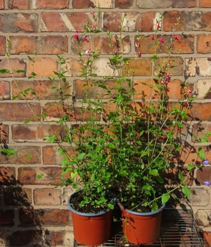 Salvia Microphylla Hot Lips Sage Evergreen Hardy Plant Shrub Approx 50-60cm Tall 2 Litre Pot - RHS Award of Garden Merit and Plants for Pollinators Award - Fragrant