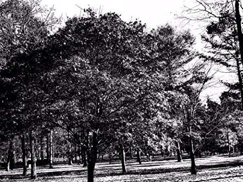 KJLHKJG sans Cadre Peinture par numéro Kit Peinture à l'huile BricolageArbres Noirs et Blancs