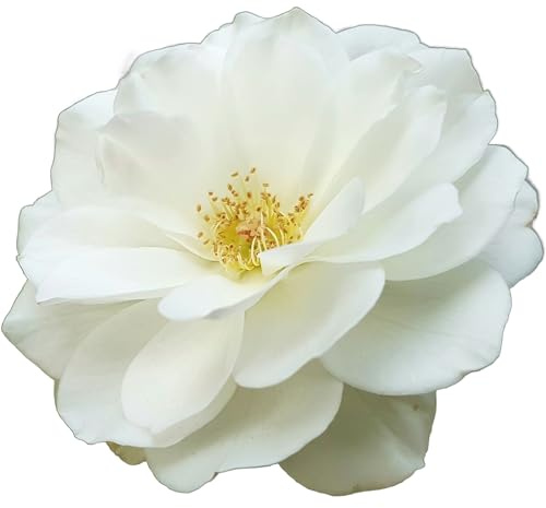 Climbing Rose Plants, 'Iceberg', 1 x Full Plant in a 5 Litre Pot, Rose Bushes for Garden Ready to Plant, Roses for Outdoor, Premium Quality Climbing Roses