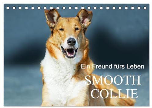 Ein Freund fürs Leben - Smooth Collie (Tischkalender 2026 DIN A5 quer), CALVENDO Monatskalender: In wunderschönen Fotos stellt uns die Tierfotografin den Kurzhaar-Collie vor (CALVENDO Tiere)