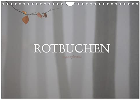 Rotbuchen (Wandkalender 2026 DIN A4 quer), CALVENDO Monatskalender: Rotbuchen sind die dominierende Baumart unserer Heimat (CALVENDO Natur)