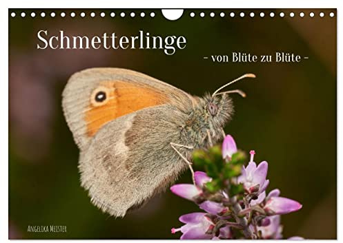 Schmetterlinge - von Blüte zu Blüte - (Wandkalender 2026 DIN A4 quer), CALVENDO Monatskalender: Wunderbare Nahaufnahmen von 11 heimischen ... aus Ostwestfalen Lippe. (CALVENDO Tiere)