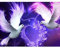 MXJSUA Kit de Peinture Diamant 5D, Diamond Painting, Peinture par Numéro, DIY Diamond Painting Full, Complet de Peinture Diamant, 30x40cm Peinture Diamant pour Adultes, Décoration Murale Maison, Pigeo