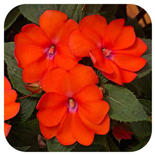 SunPatiens® Impatiens Vigorous Orange Large Plug Plants x 3 Busy Lizzies