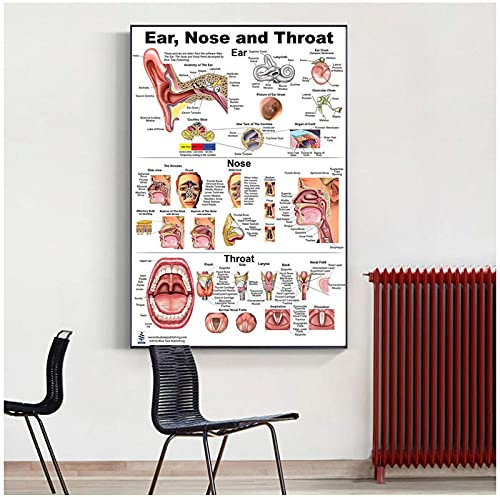 FUXUERUI Hals,Nasen,Ohren,Anatomie Leinwand Wand Kunstdruck Poster und Bilder für die medizinische Ausbildung Arztpraxis Klinik Wohnzimmer Dekor,60x80cm Ungerahmt