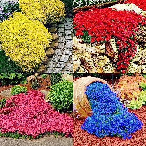 Semillas de berros, 200 Unids/bolsa Semillas Semillas de flores de berros decorativas de rápido crecimiento Semillas de flores de árboles frutales Vegetales Semillas de hierba Semilla