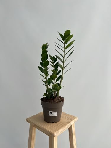 GREENTIA | Gema de Zanzíbar/Planta ZZ - Zamioculca Zamiifolia Planta Natural M17 Altura 40-60cm en maceta de 17cm de diámetro