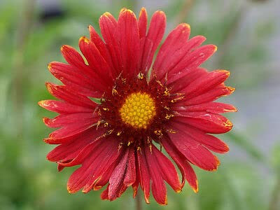 100 Seeds of Gaillardia Grandiflora Burgundy