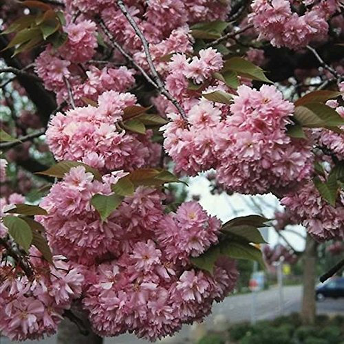 Hochstamm Japanische Nelkenkirsche Kanzan 100-125cm - Prunus serrulata - Gartenpflanze