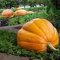 Saterkali Semillas de calabaza, 25 piezas Semillas de calabaza enormes gigantes Nutritivas Vegetales Home Garden Farm Planting Semillas de calabaza