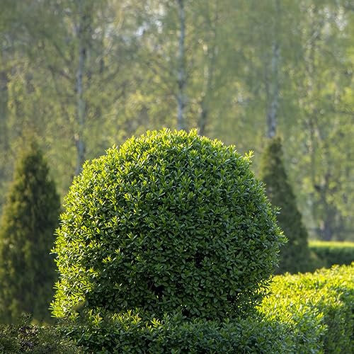 150 pezzi di semi di ligustro - sostenibili per le donne, Ligustrum lucidum, fantasiosi alberello bonsai acquistare piante in vaso alberi resistenti all'aperto giardino resiste