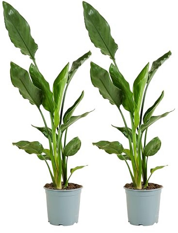 Bloomique - Lot de 2 - Strelitzia Reginae - Plante Oiseau du Paradis - Fleur Oiseau du Paradis - Plantes d'intérieur - Purificateur d'air - Facile d'entretien - Hauteur 60-80 cm - Pot 19 cm