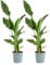 Bloomique - Lot de 2 - Strelitzia Reginae - Plante Oiseau du Paradis - Fleur Oiseau du Paradis - Plantes d'intérieur - Purificateur d'air - Facile d'entretien - Hauteur 60-80 cm - Pot 19 cm