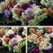 Antirrhinum ‘Mini Butterflies Mixed’ (Snapdragon) Easy to Grow Your Own Outdoor Garden Ready Ideal Plants UK for Pots 30 Tray x 1 Bedding Plants for Hanging Baskets by Thompson and Morgan (30)